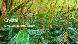  Presentation with common cold - Colorful slide set enhanced with tropical rainforest on reunion backdrop and a tawny brown colored foreground