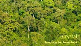  Presentation with tropical rainforest - PPT theme with tropical-rainforest-on-the-ko background and a tawny brown colored foreground