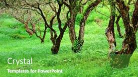  Presentation with tropical rainforest - Presentation consisting of tropical rainforest background and a shamrock green colored foreground