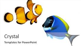  Presentation with tropical reef fish - Colorful PPT theme enhanced with tropical reef fish - clownfish backdrop and a white colored foreground