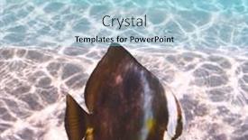  Presentation with tropical reef fish - 