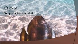  Presentation with tropical reef fish - 