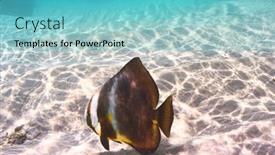  Presentation with tropical reef fish - 