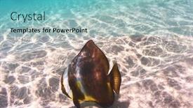  Presentation with tropical reef fish - 