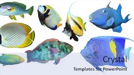  Presentation with tropical reef fish - Amazing presentation design having tropical reef fish collection isolated backdrop and a light blue colored foreground