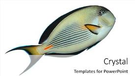  Presentation with tropical reef fish - Audience pleasing slide set consisting of tropical reef fish genus acanthuridae backdrop and a white colored foreground