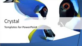  Presentation with tropical reef fish - PPT theme enhanced with tropical reef fish - surgeonfish - zebrasoma background and a white colored foreground