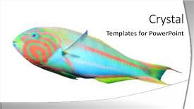  Presentation with tropical reef fish - Slide set featuring tropical reef fish wrasse isolated background and a white colored foreground