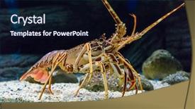  Presentation with under water - Presentation theme consisting of tropical rock lobster under water background and a wine colored foreground