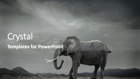  Presentation with elephant - PPT theme consisting of tropical savannah - elephant with trunks and big background and a  colored foreground