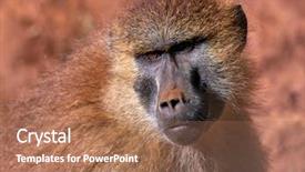  Presentation with savannah - Amazing slides having tropical savannah - funny monkey portrait backdrop and a coral colored foreground