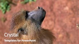  Presentation with savannah - Audience pleasing presentation consisting of tropical savannah - funny monkey portrait backdrop and a tawny brown colored foreground