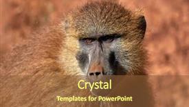  Presentation with portrait of indian macaque monkey - Colorful PPT theme enhanced with tropical savannah - funny monkey portrait backdrop and a tawny brown colored foreground