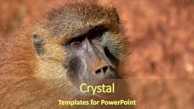  Presentation with portrait of indian macaque monkey - PPT layouts having tropical savannah - funny monkey portrait background and a tawny brown colored foreground