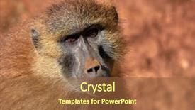  Presentation with monkey - Slides consisting of tropical savannah - funny monkey portrait background and a tawny brown colored foreground