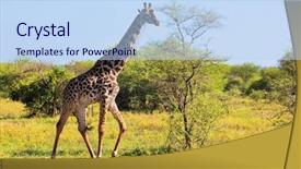  Presentation with africa safari - PPT theme enhanced with tropical savannah - giraffe on savanna full view background and a  colored foreground