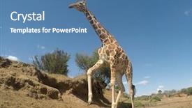  Presentation with kenya - Audience pleasing presentation design consisting of tropical savannah - giraffes drink at river backdrop and a teal colored foreground