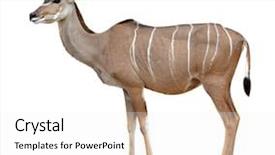  Presentation with scroll paper isolated on white - Colorful PPT theme enhanced with mother holds daughter on hands they stand next to the christmas tree in snow she kisses the little girl family time winter walk in the park backdrop and a light gray colored foreground