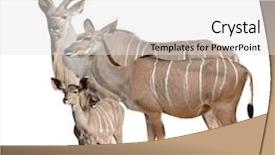  Presentation with frames isolated on white brown - Audience pleasing PPT layouts consisting of tropical savannah - greater kudu isolated backdrop and a white colored foreground