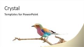  Presentation with lotus flower white water lily - PPT layouts consisting of tropical savannah - lilac-breasted roller perched background and a white colored foreground