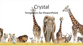  Presentation with lions - Slides featuring tropical savannah - lions giraffes elephant and antelopes background and a white colored foreground