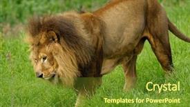 Presentation with male lion - Slides enhanced with tropical savannah - male african lion background and a tawny brown colored foreground