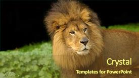  Presentation with male lion - Amazing theme having tropical savannah - male african lion backdrop and a tawny brown colored foreground