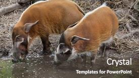  Presentation with red rose bush - Cool new theme with tropical savannah - red river hog potamochoerus porcus backdrop and a dark gray colored foreground