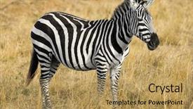  Presentation with savannah - Presentation theme having tropical savannah - zebra at masai mara background and a  colored foreground