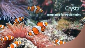  Presentation with aquarium sea anemone - PPT theme consisting of tropical sea anemone and clown background and a tawny brown colored foreground