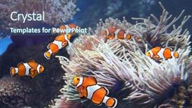  Presentation with aquarium sea anemone - Slide deck featuring tropical sea anemone and clown background and a ocean colored foreground