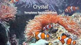  Presentation with aquarium sea anemone - PPT layouts featuring tropical sea anemone and clown background and a ocean colored foreground