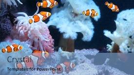  Presentation with aquarium sea anemone - Amazing presentation design having tropical-sea-anemone-and-clown backdrop and a light blue colored foreground