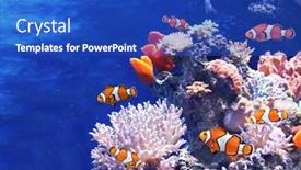  Presentation with fish aquarium - Cool new presentation theme with tropical-sea-corals-and-clown backdrop and a cobalt blue colored foreground