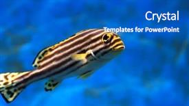  Presentation with fish aquarium - Audience pleasing presentation theme consisting of tropical sea fish in aquarium backdrop and a  colored foreground