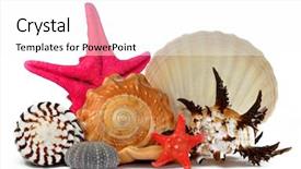  Presentation with sea shells - Colorful slide set enhanced with tropical sea shells backdrop and a white colored foreground