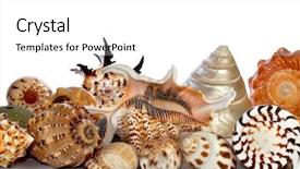  Presentation with sea shells - Beautiful PPT theme featuring tropical sea shells backdrop and a  colored foreground
