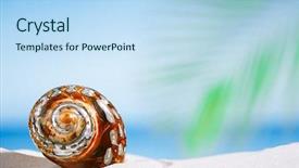  Presentation with florida beach - Audience pleasing PPT theme consisting of tropical shell on white florida beach sand under sun light shallow dof backdrop and a light blue colored foreground