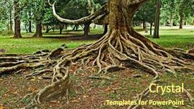  Presentation with tree roots - Beautiful presentation theme featuring tropical tree roots sri lanka backdrop and a tawny brown colored foreground