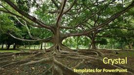 Presentation with tree roots - PPT theme consisting of tropical tree roots sri lanka background and a tawny brown colored foreground