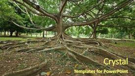  Presentation with tree roots - Cool new PPT theme with tropical tree roots sri lanka backdrop and a tawny brown colored foreground