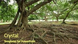  Presentation with tree roots - Slides having tropical tree roots sri lanka background and a tawny brown colored foreground