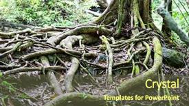  Presentation with tree roots - Presentation theme having tropical tree roots background and a tawny brown colored foreground