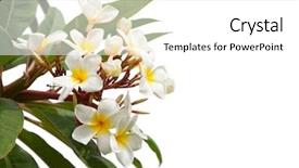  Presentation with plumeria - PPT theme consisting of tropical white flowers plumeria background and a white colored foreground