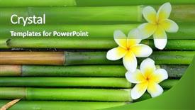  Presentation with bamboo - Beautiful PPT layouts featuring tropical white frangipani on green backdrop and a tawny brown colored foreground