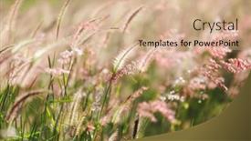  Presentation with meadow - Beautiful presentation theme featuring tropical-wild-meadow-under-warm backdrop and a coral colored foreground