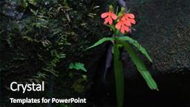  Presentation with wild flower - Presentation design consisting of tropical wild orchid flower habenaria background and a black colored foreground