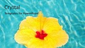  Presentation with hibiscus flower - Presentation having tropical yellow hibiscus flower floating in blue water background and a teal colored foreground