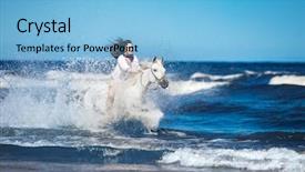  Presentation with white horse - Colorful presentation design enhanced with trotting - girl on a white horse backdrop and a light blue colored foreground