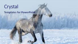  Presentation with spanish tapas and wine - Cool new presentation theme with trotting - grey spanish horse runs trot backdrop and a sky blue colored foreground